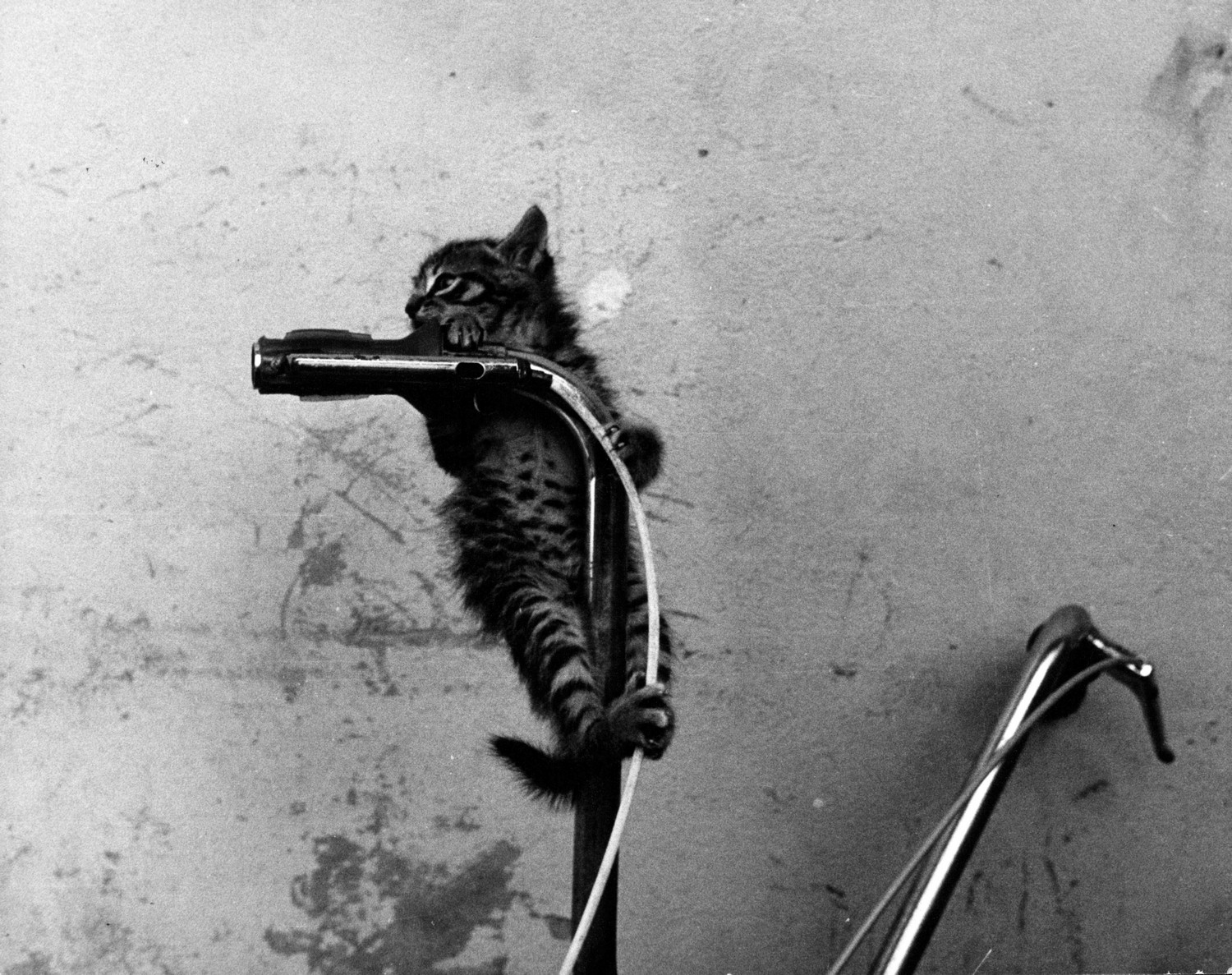 Gattino acrobata